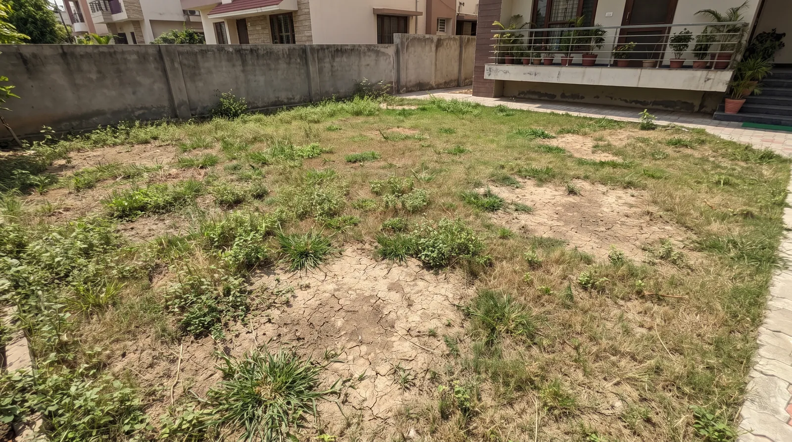 Patchy lawn before recovery work